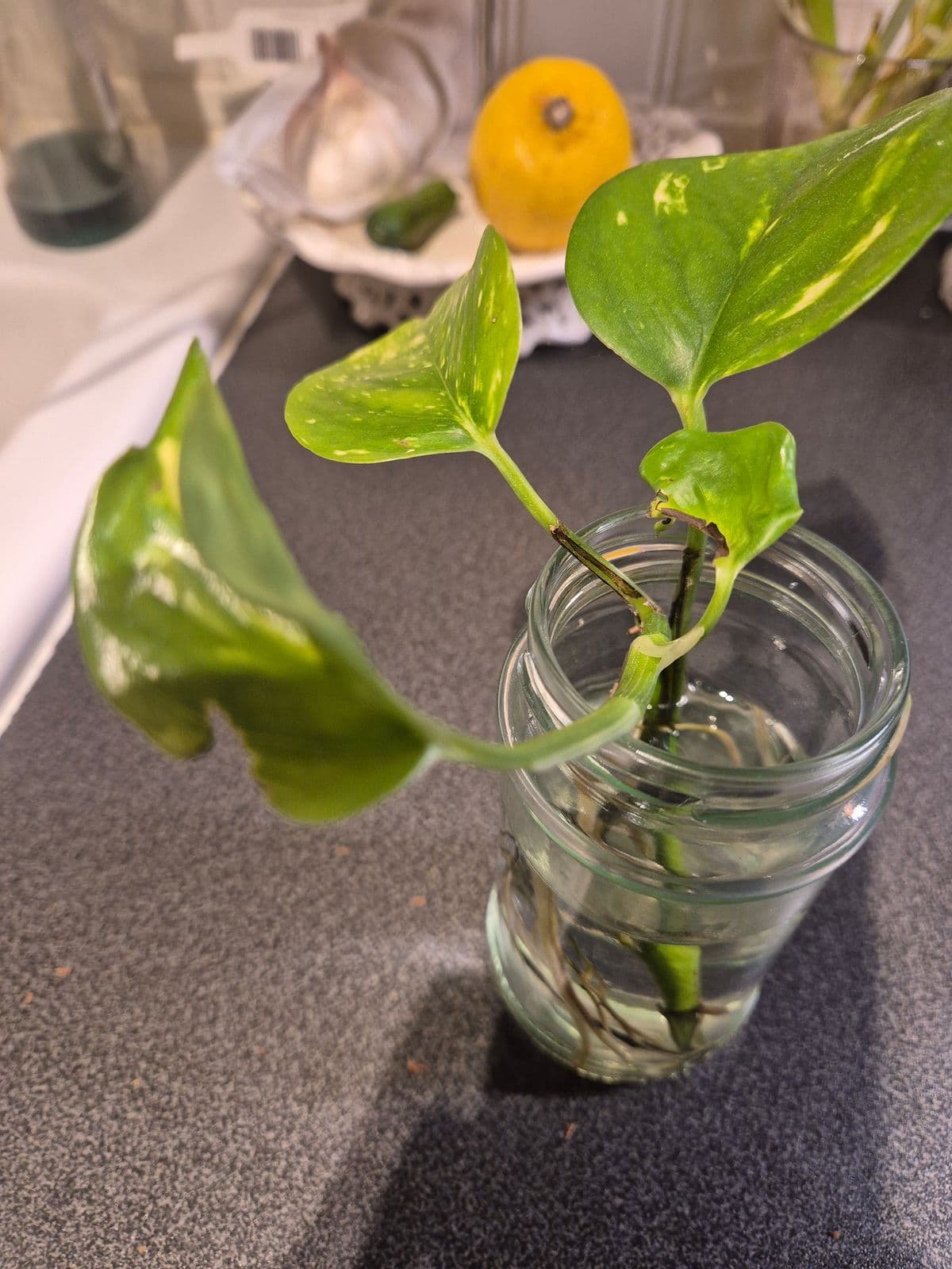 Gullrankestickling med brokiga gröna blad i ett glas vatten.