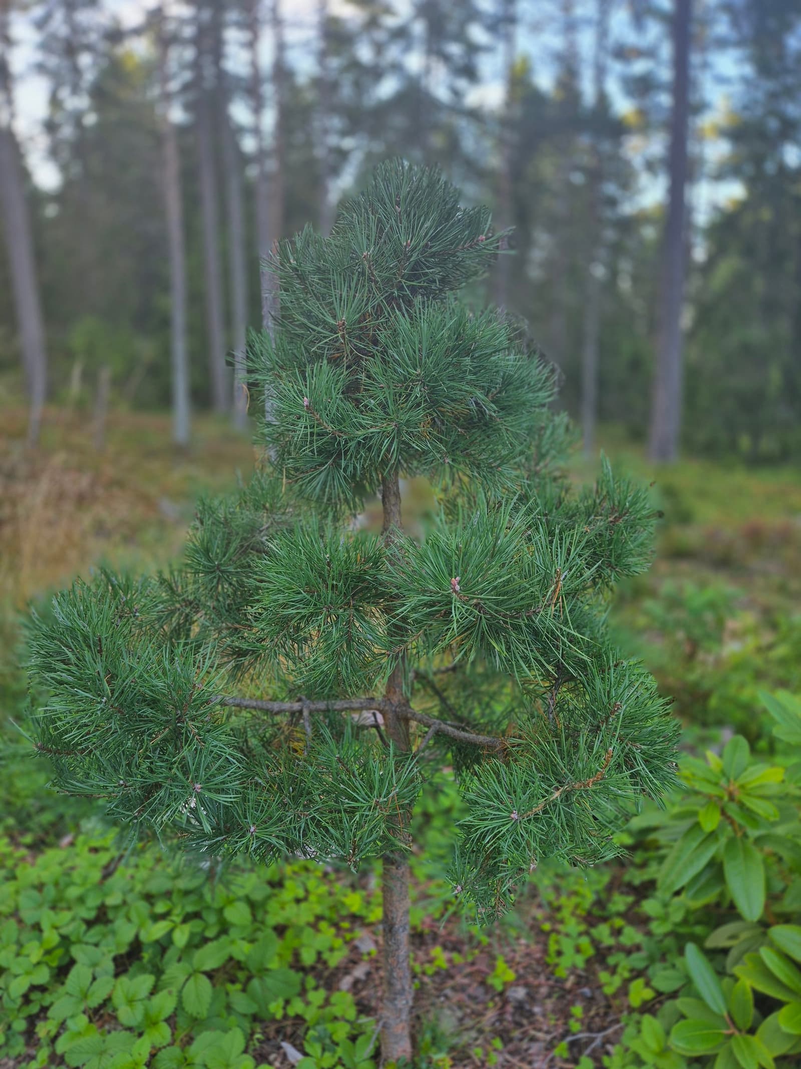 Photograph submitted by the reader