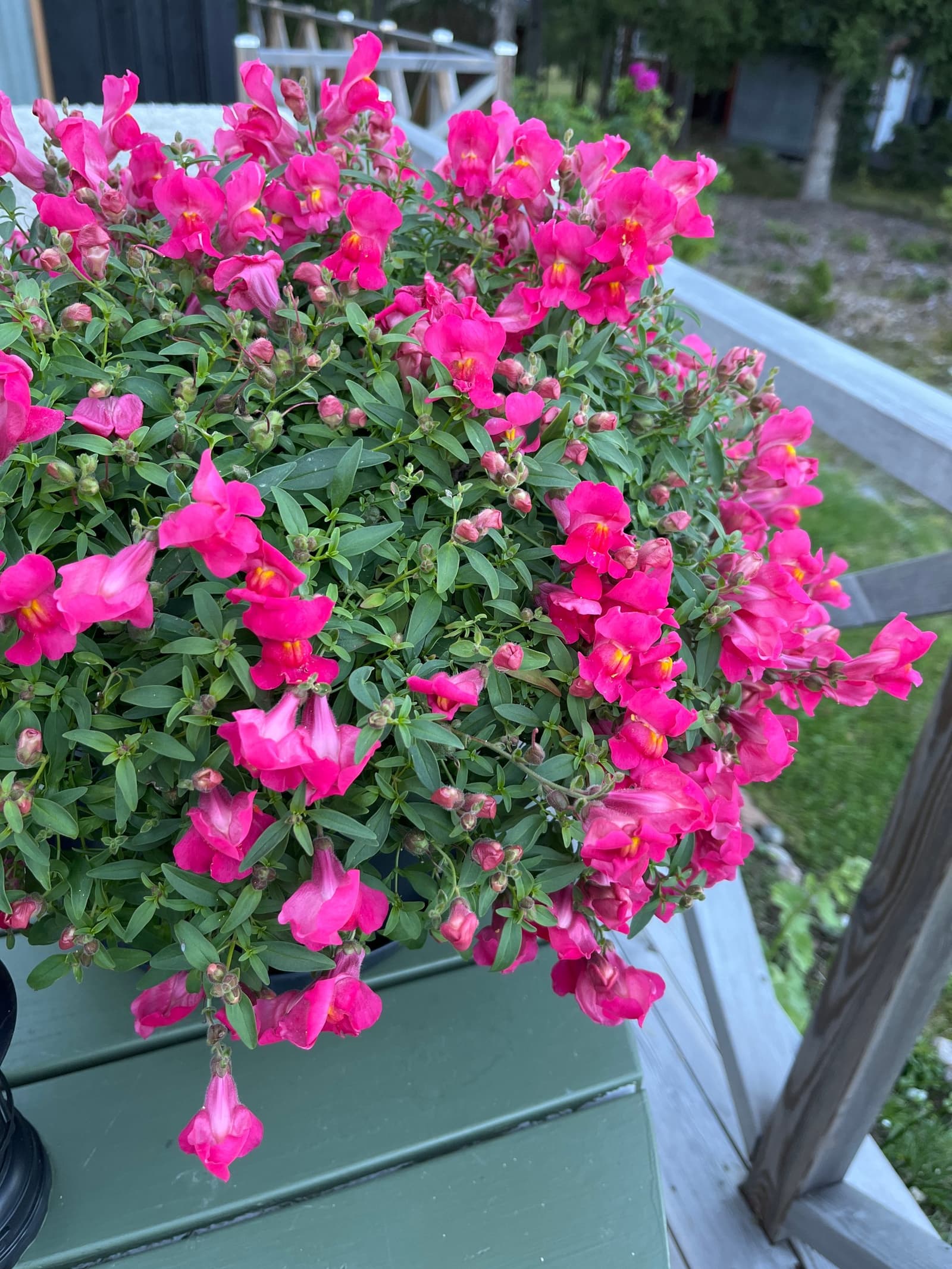 Photograph submitted by the reader