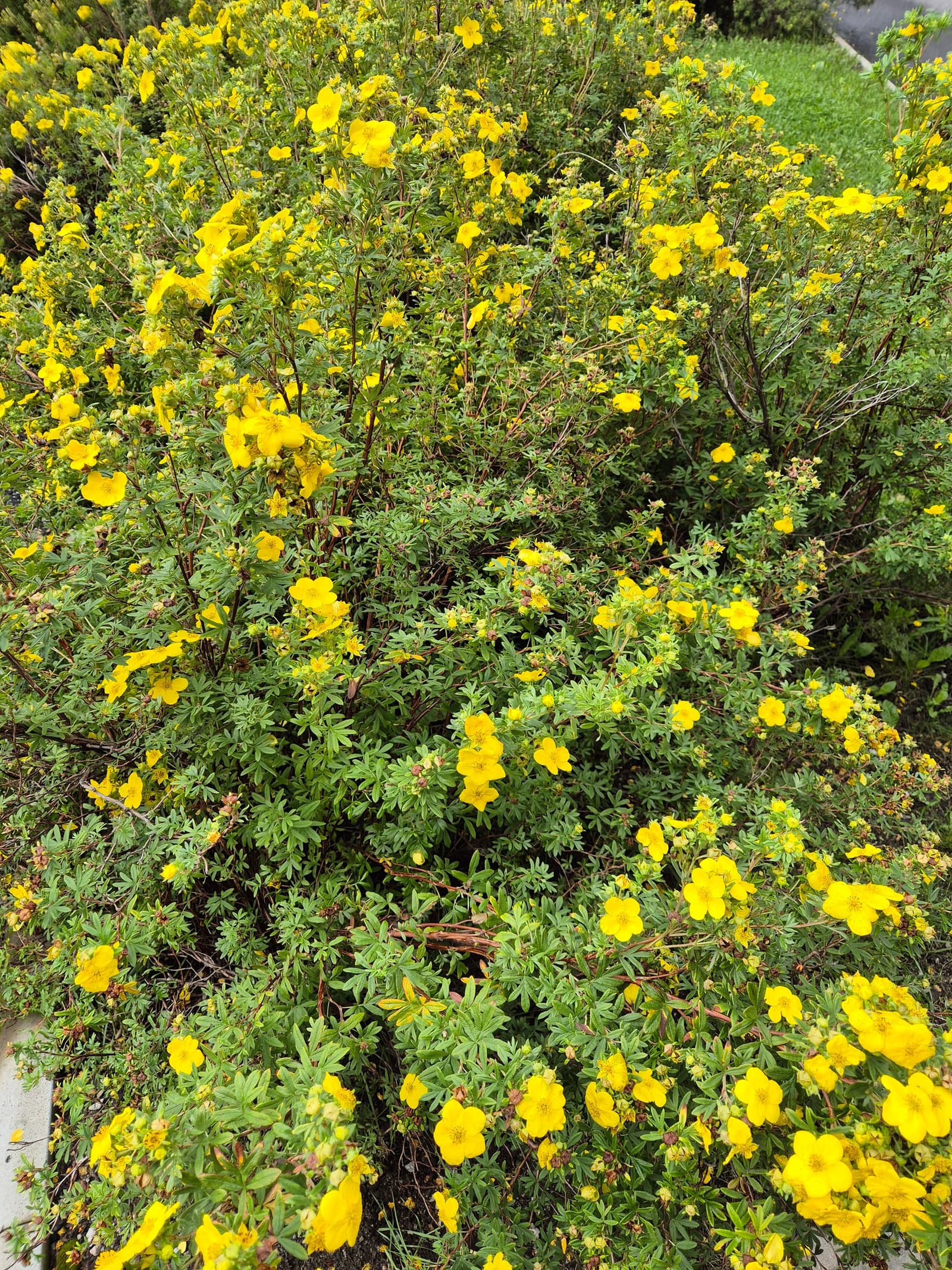 Photograph submitted by the reader