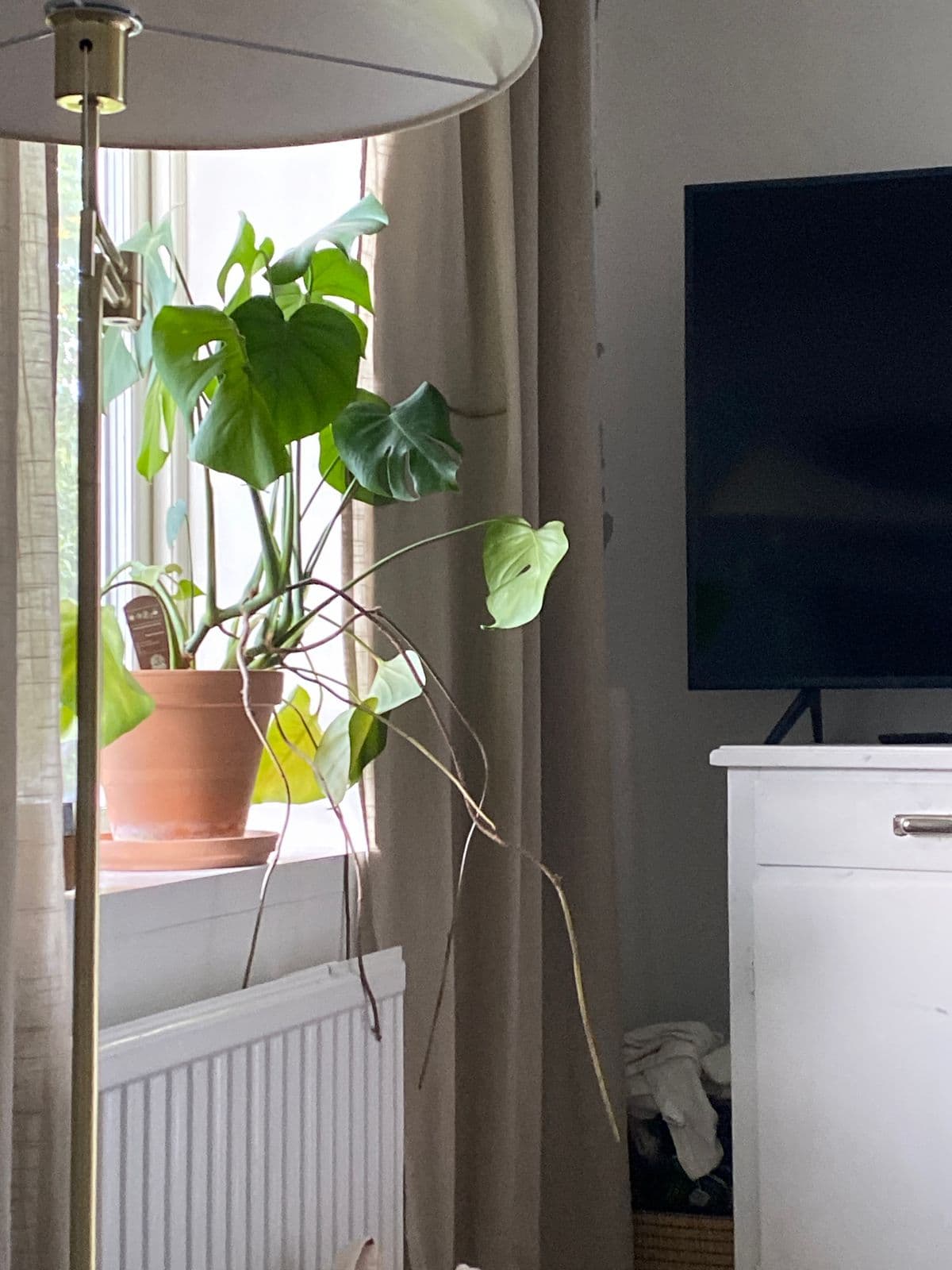 Monstera vid ett fönster med långa nedhängande luftrötter.