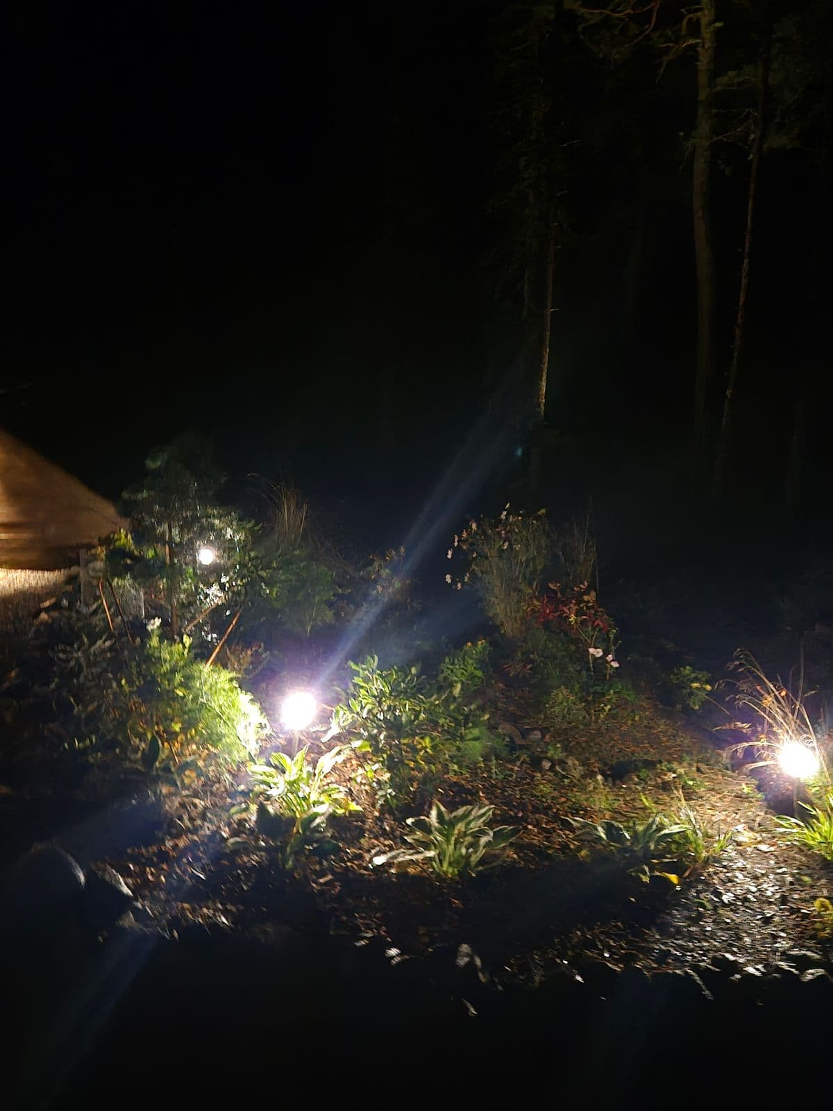 Små ljuspunkter i vår plantering
