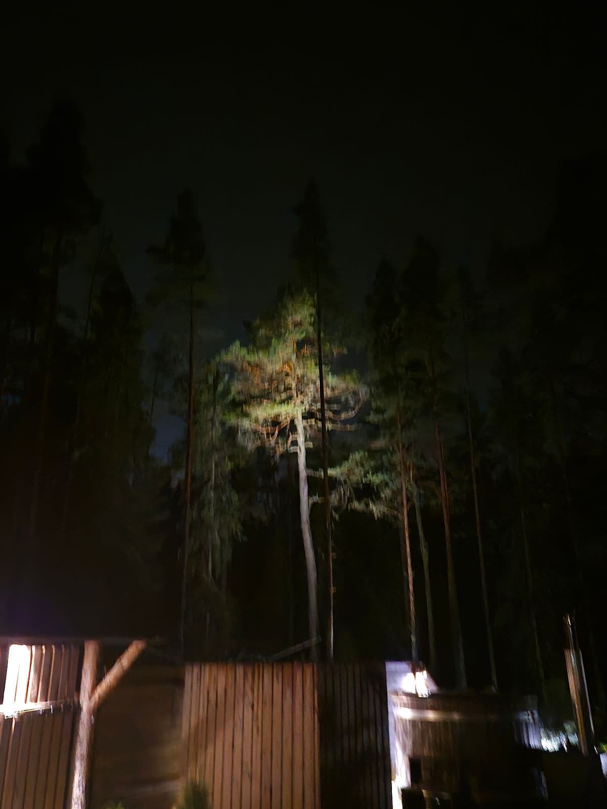 Ett av träden belyst på kvällen
