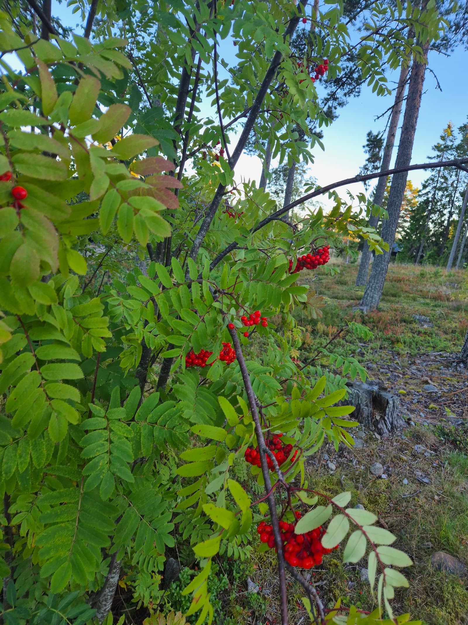 Photograph submitted by the reader
