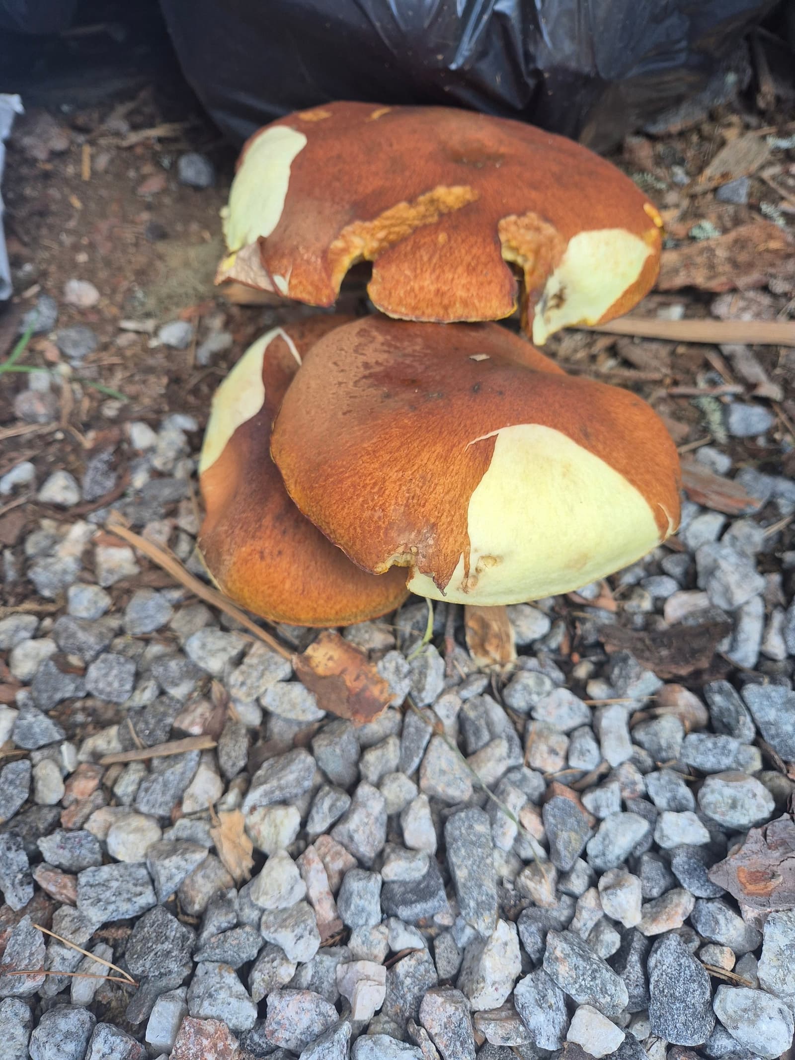 Photograph submitted by the reader