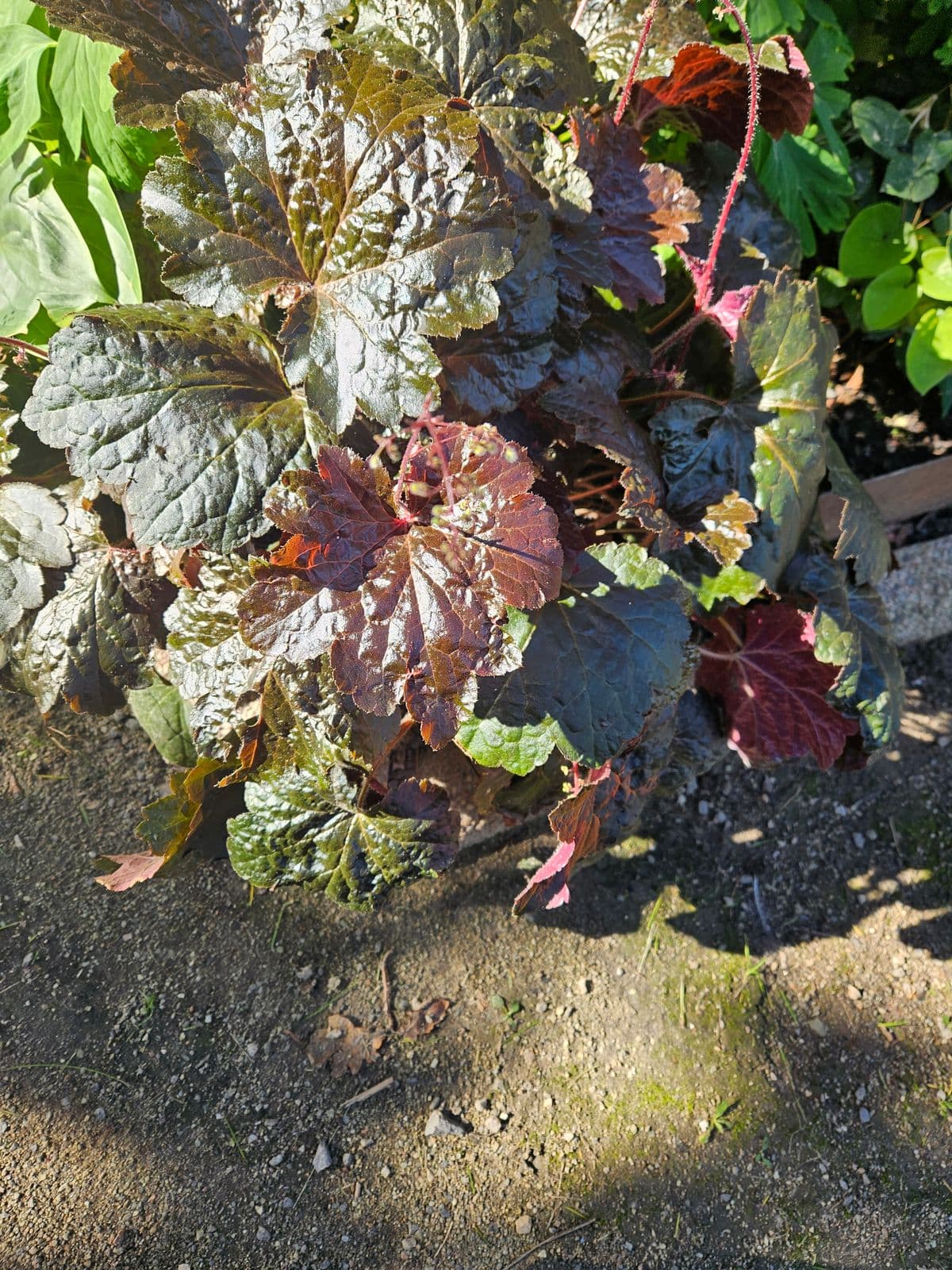 Photograph submitted by the reader