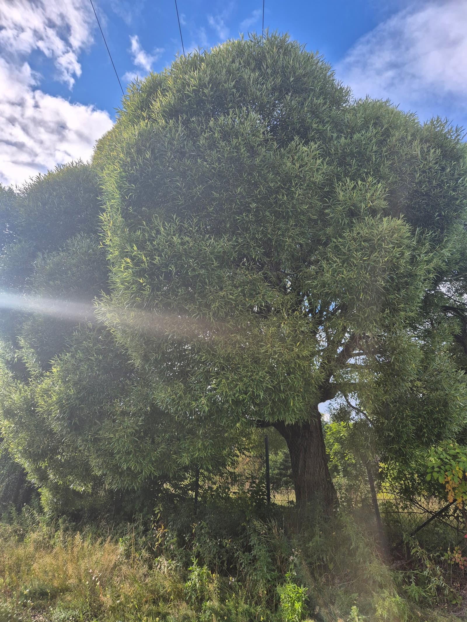 Photograph submitted by the reader