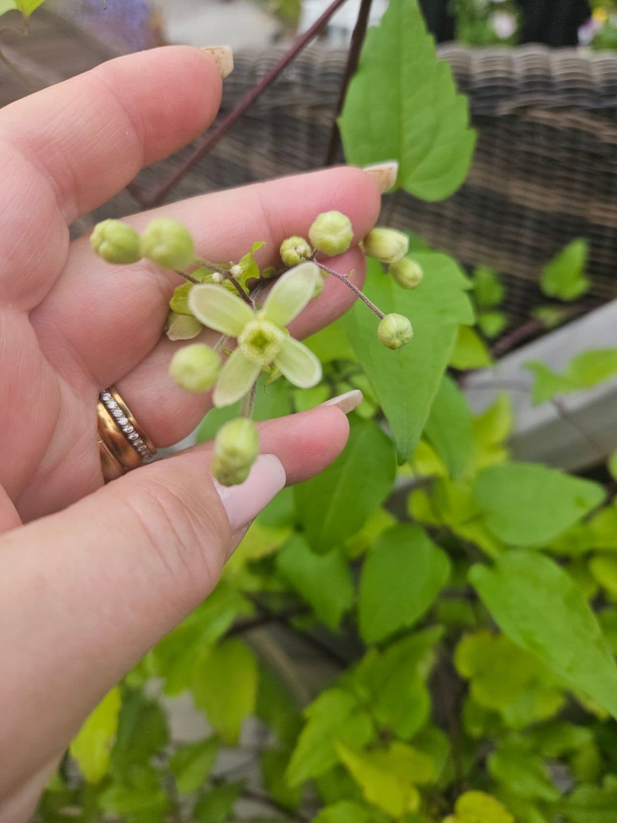 En hånd holder en stengel med små, lysegrønne blomster, knopper og grønne blader.