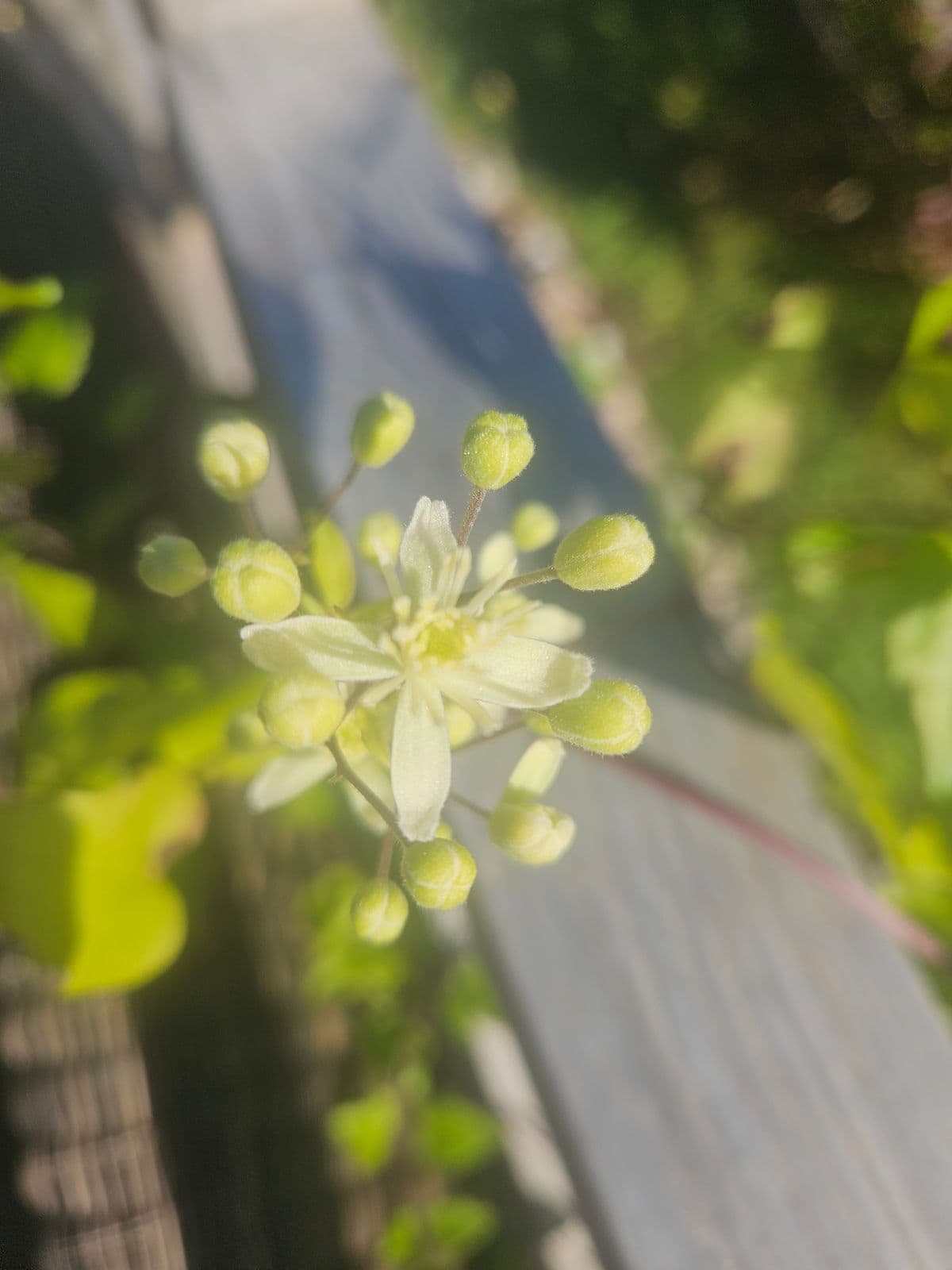 Nærbilde av en hvit, stjerneformet blomst omgitt av mange grønne knopper. Grønne blader og et rekkverk er uskarpe i bakgrunnen.