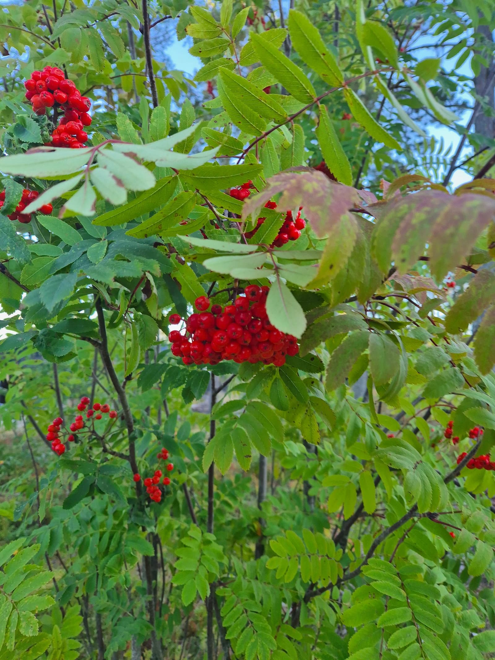 Photograph submitted by the reader