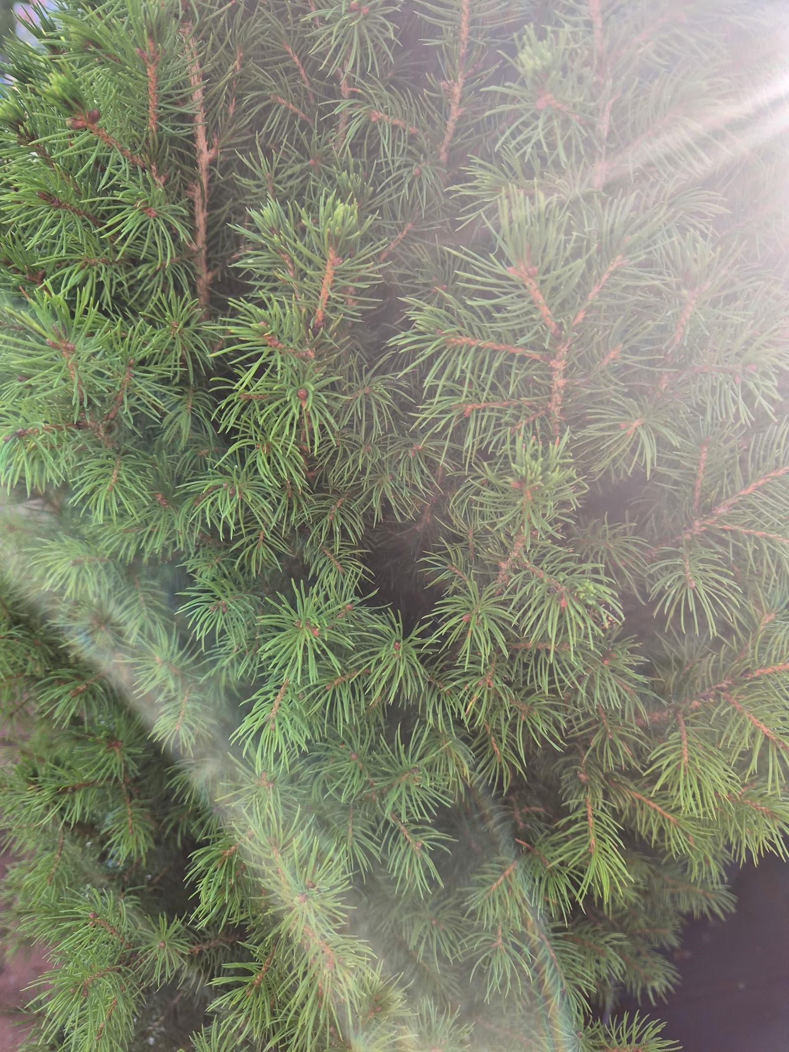 Photograph submitted by the reader