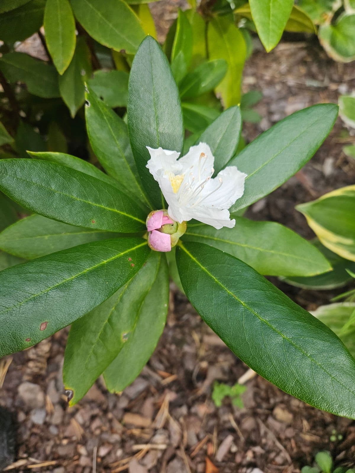 En öppen ljus rhododendronblomma bland gröna blad, med rosa delar i knoppklasen.