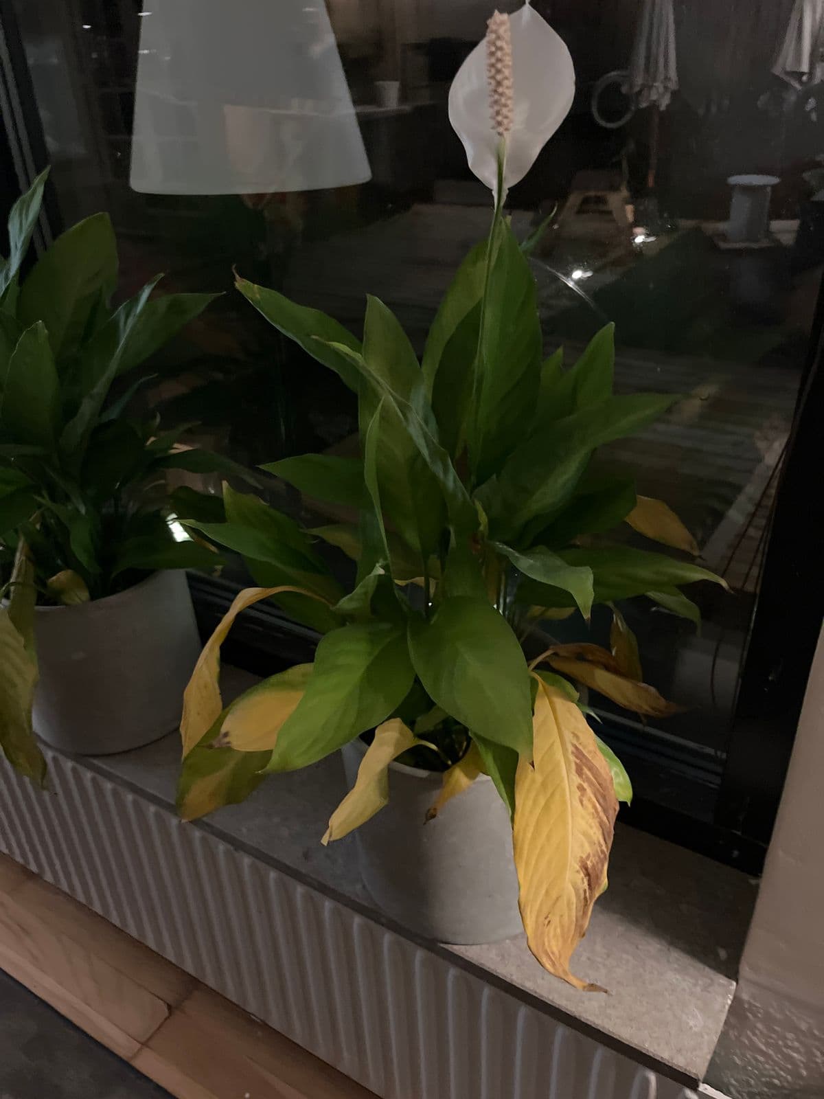 Fredskalla med vit blomma och gulnande blad längre ner i plantan.