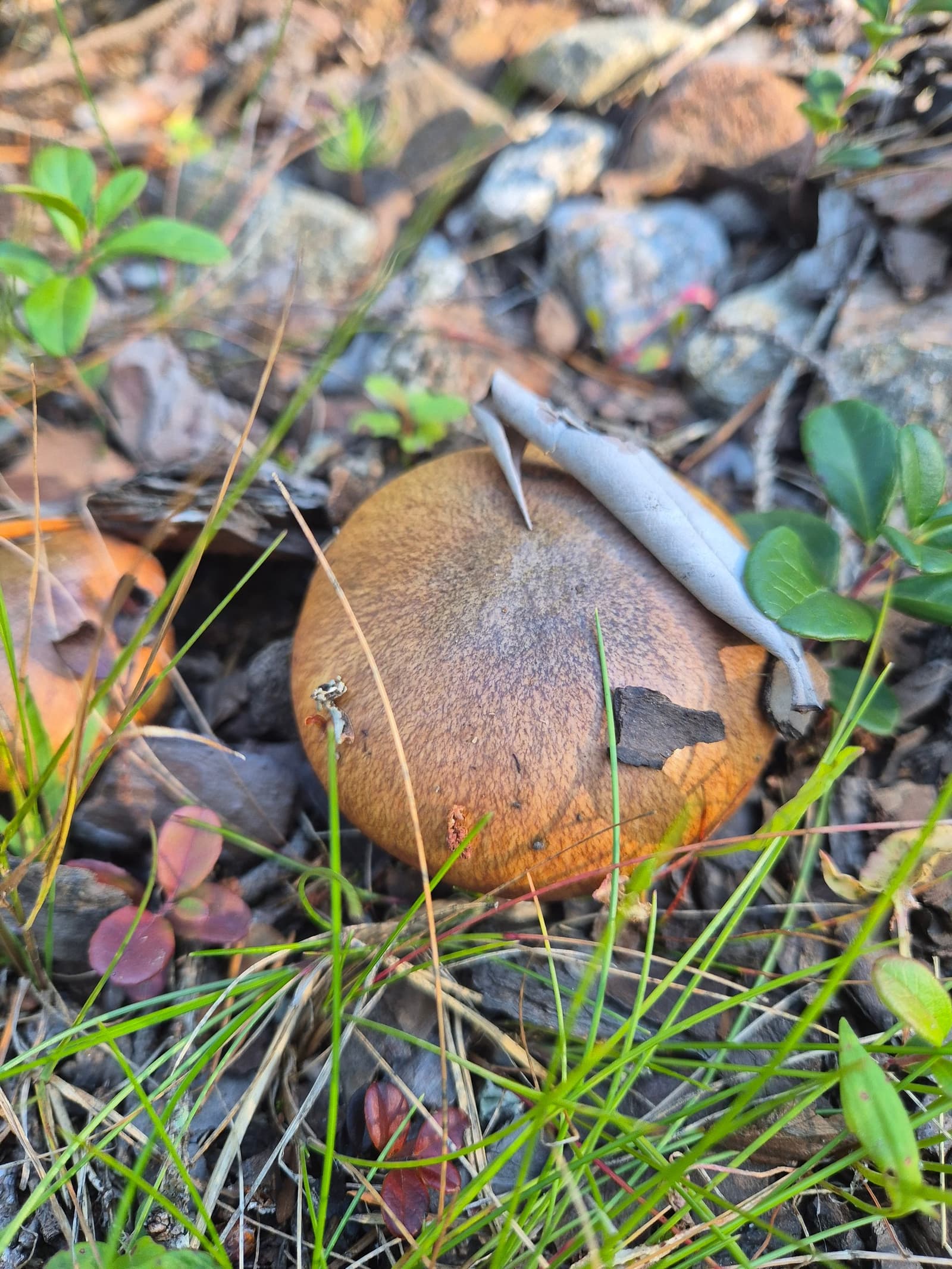 Photograph submitted by the reader