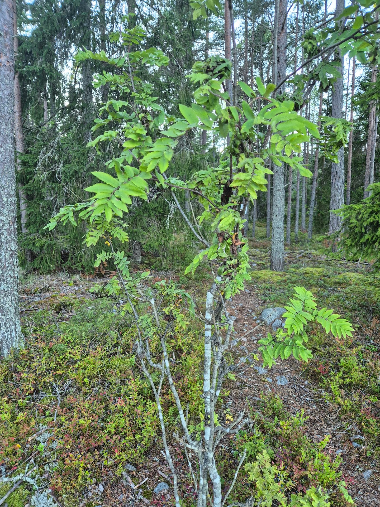 Bilde sendt inn av leseren
