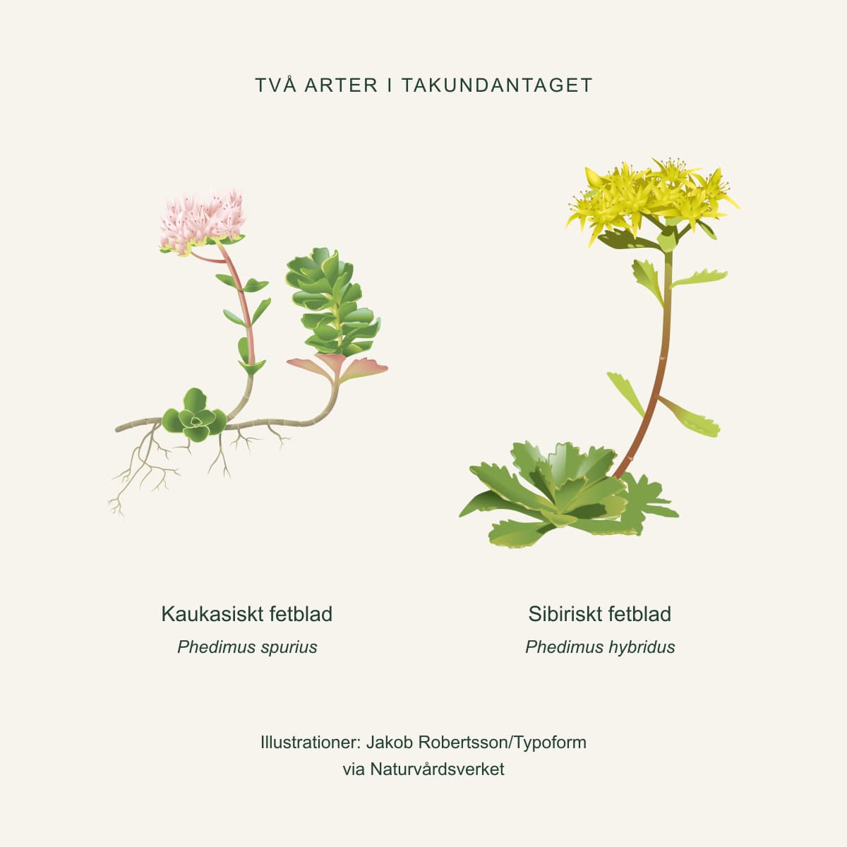 Kaukasiskt fetblad med rosa blommor och sibiriskt fetblad med gula blommor. Illustrationer: Jakob Robertsson/Typoform via Naturvårdsverket.