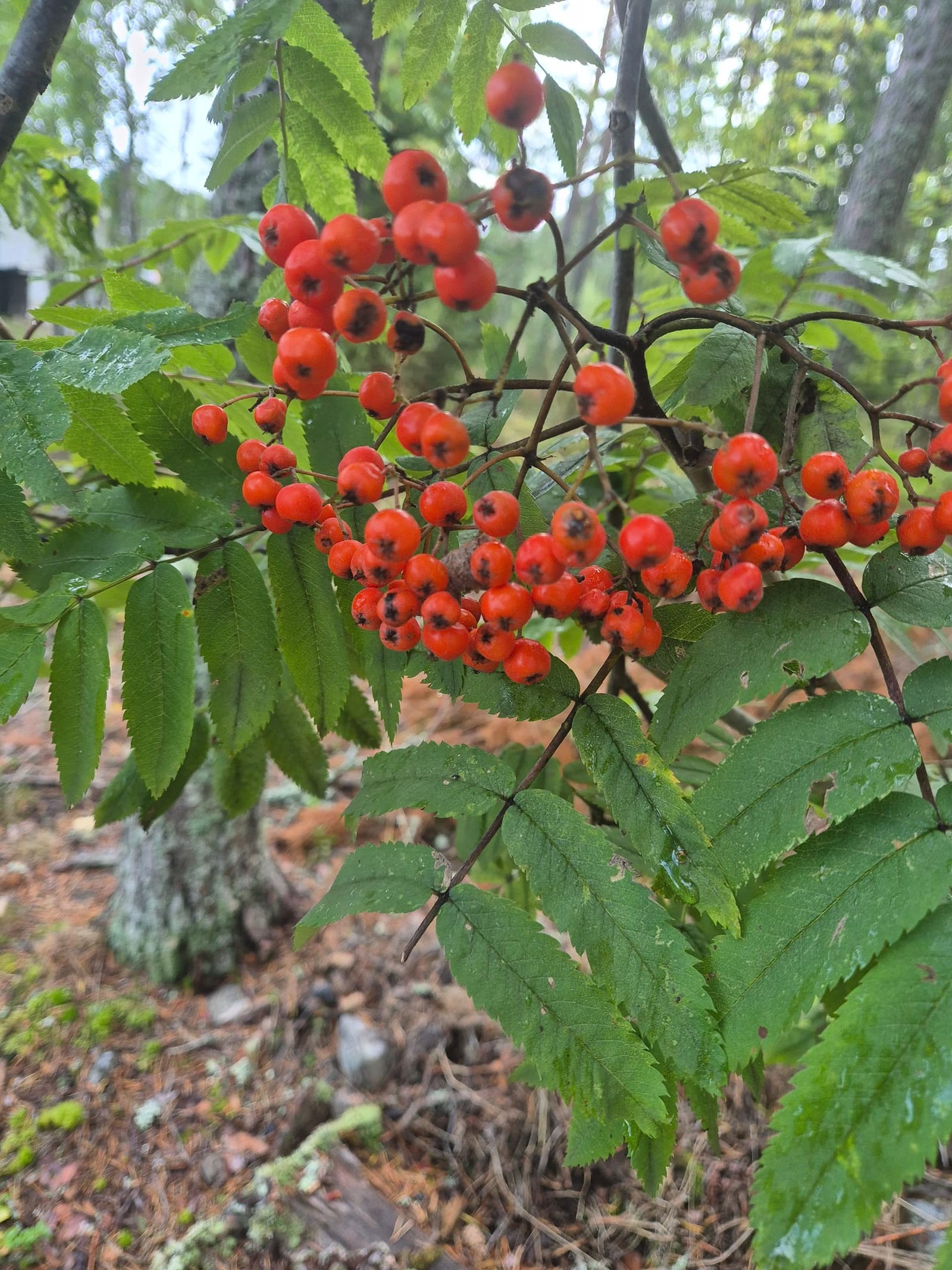 Photograph submitted by the reader