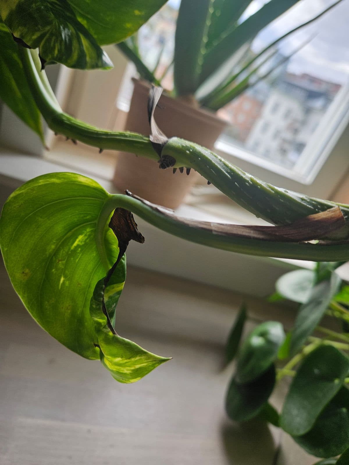 Närbild av en gullranka med ett blad som har mörkbruna, torra skador längs kanten och ett krökt stjälkparti.